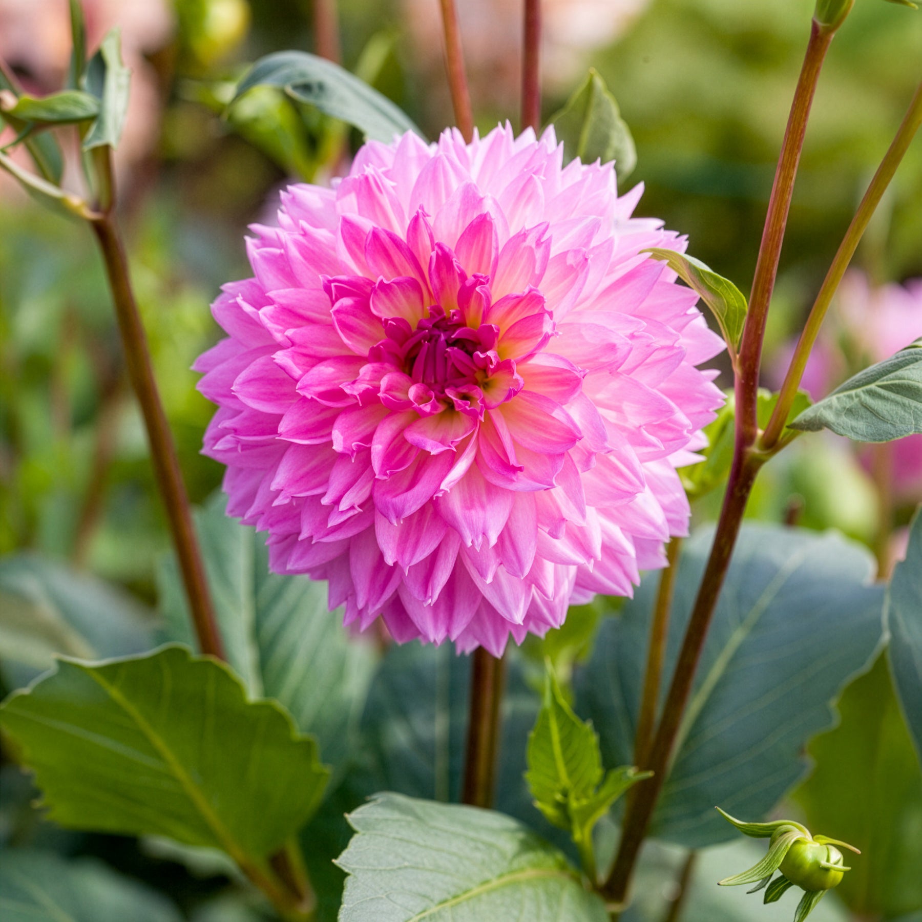 Bakker Bulbes Dahlia Sakura Fubuki rose 3 bulbes calibre I