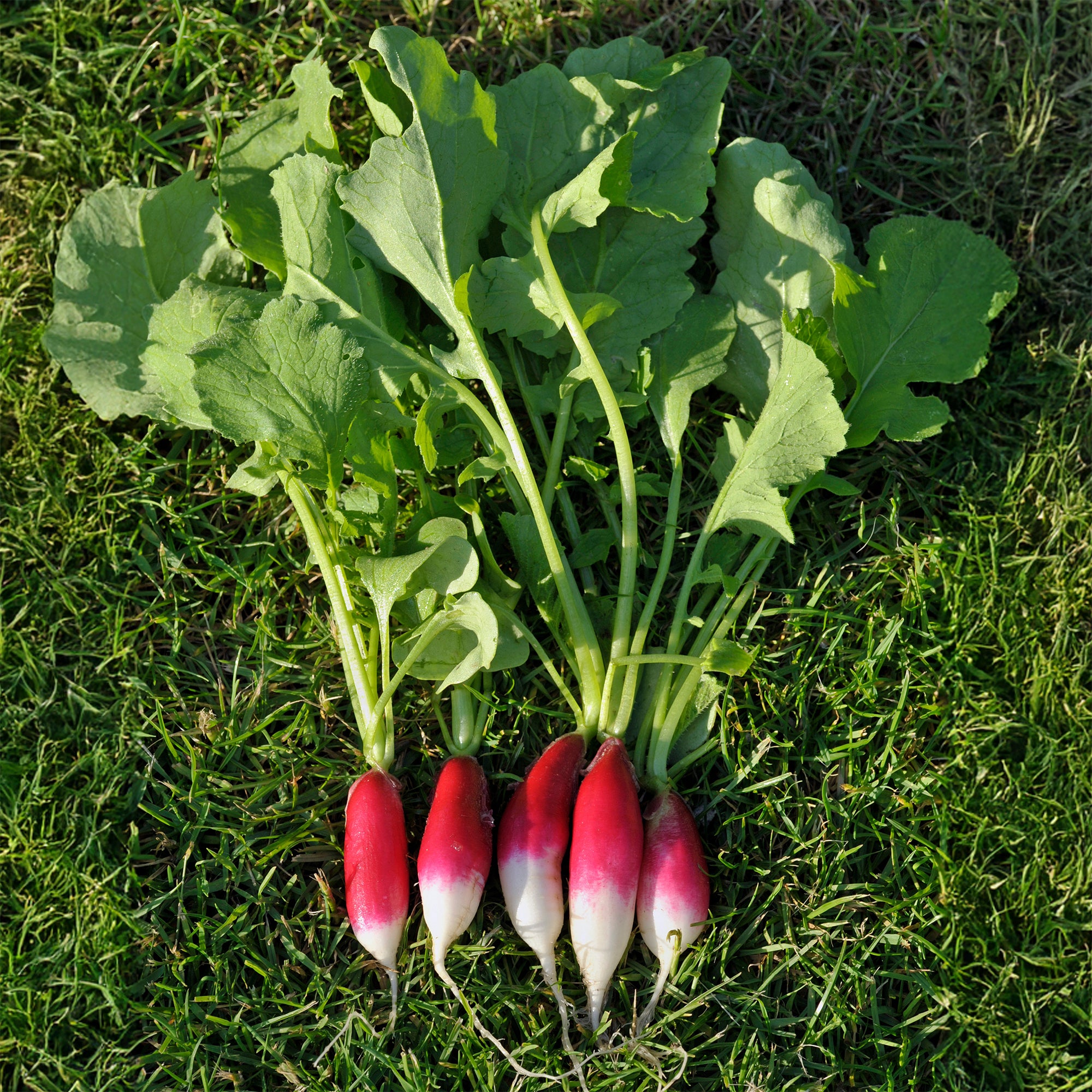 Bakker Potager Radis French Breakfast graines bio 3 g