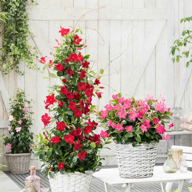 Bakker Dipladenia pyramide rouge Mandevilla pot 2L 40-50cm fleurs rouges