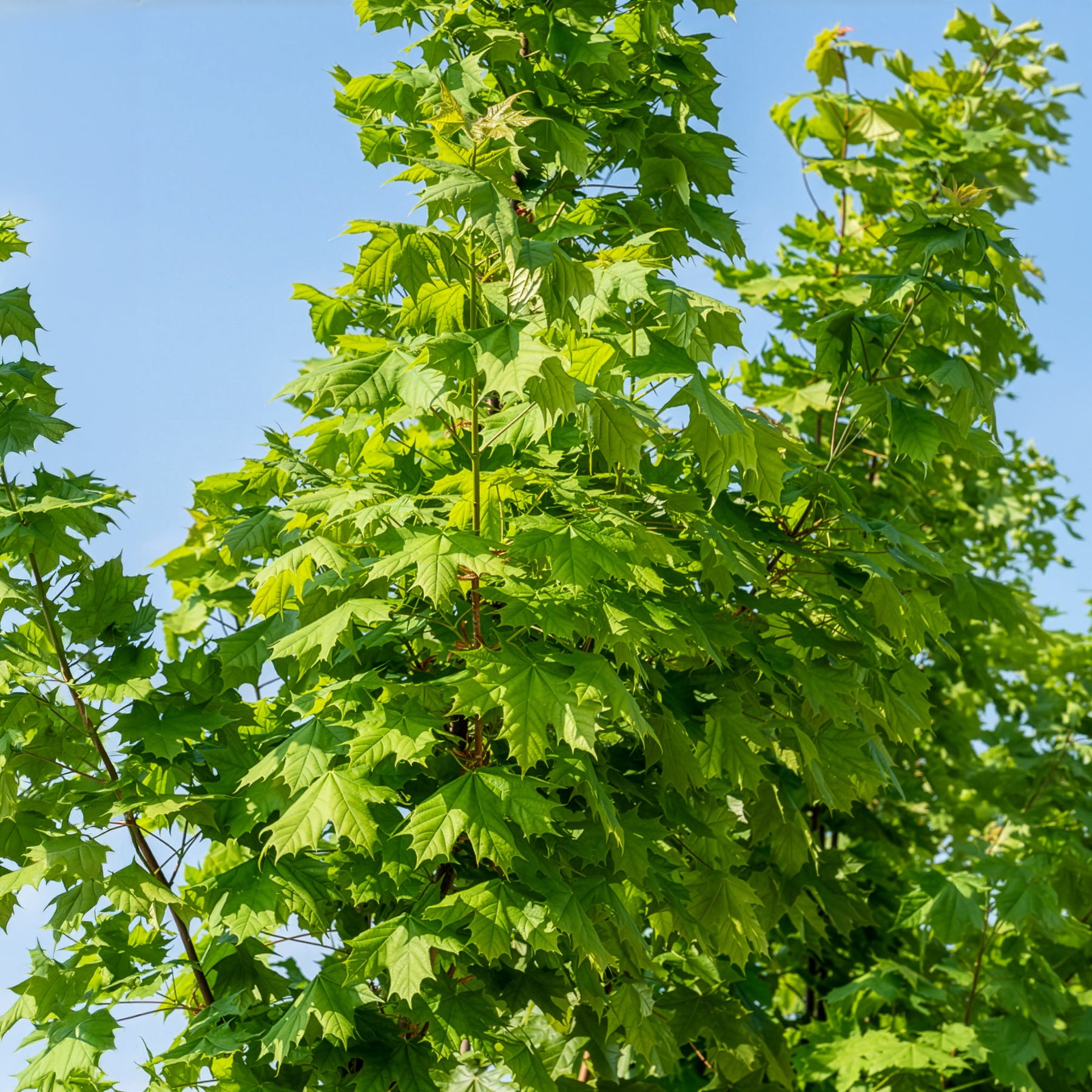 Bakker Érable plane Acer platanoides arbre pot Ø9cm 40-50cm