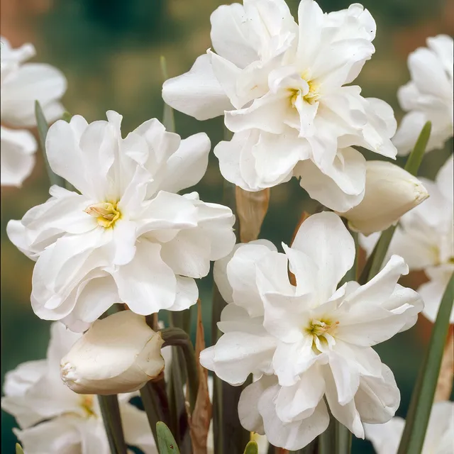 Bakker Albus Plenus bulbe narcisse blanc lot 5 bulbes