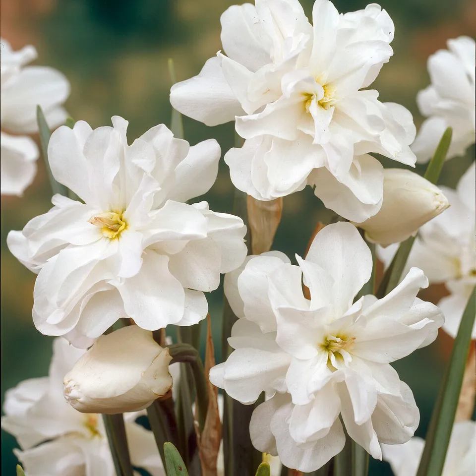 Bakker Albus Plenus bulbe narcisse blanc lot 5 bulbes
