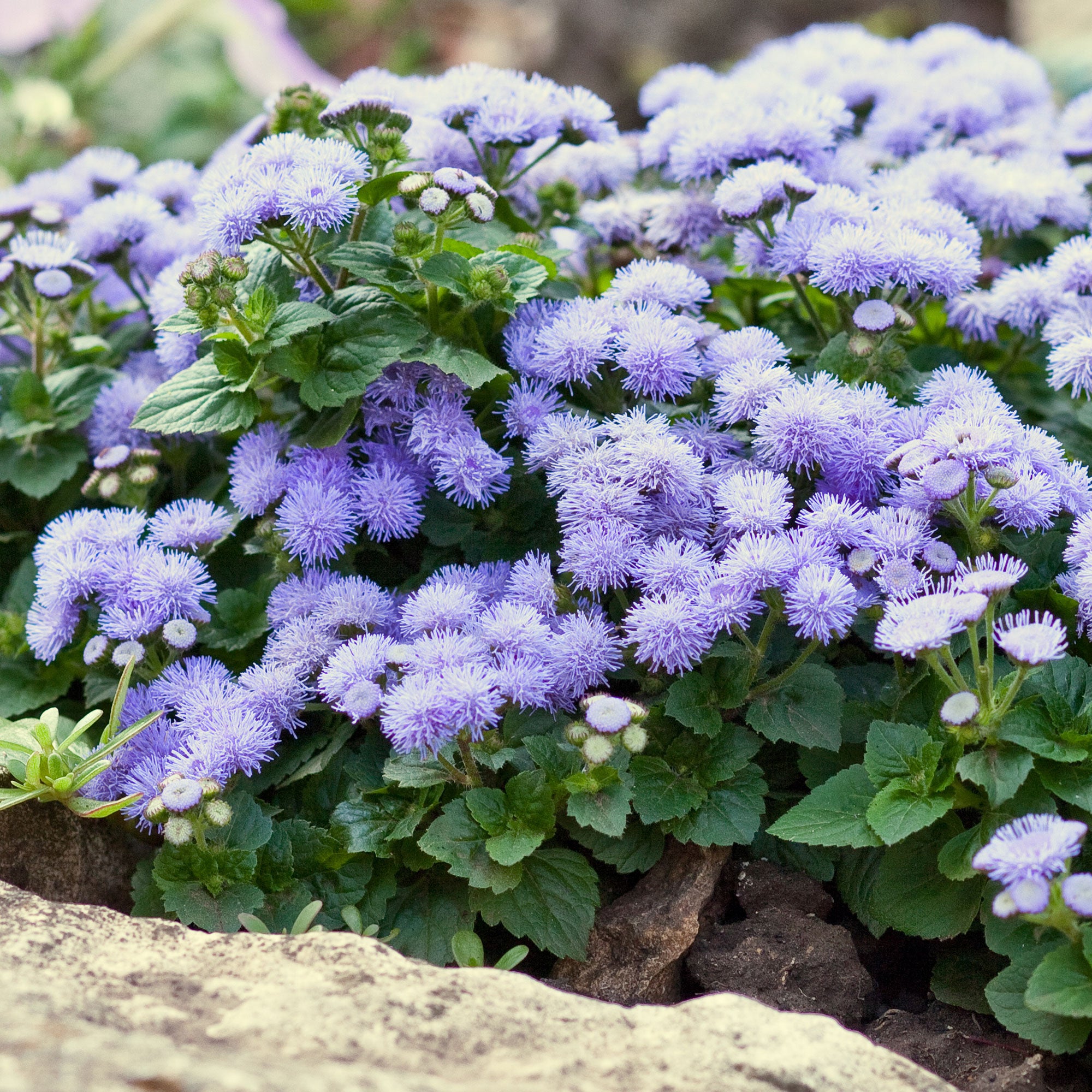 Bakker Ageratum bleu fleur de bordure pot 10,5cm floraison longue