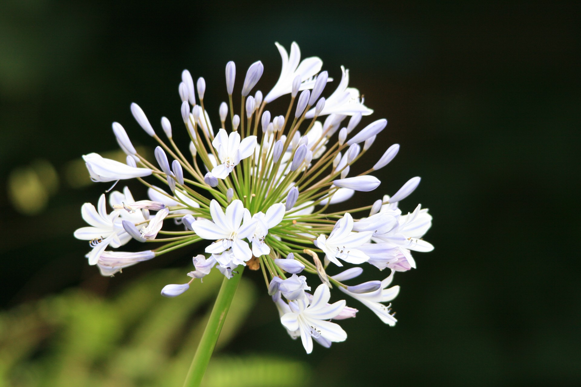 Passion Vivaces Agapanthus plante vivace pot 1L fleurs bleues