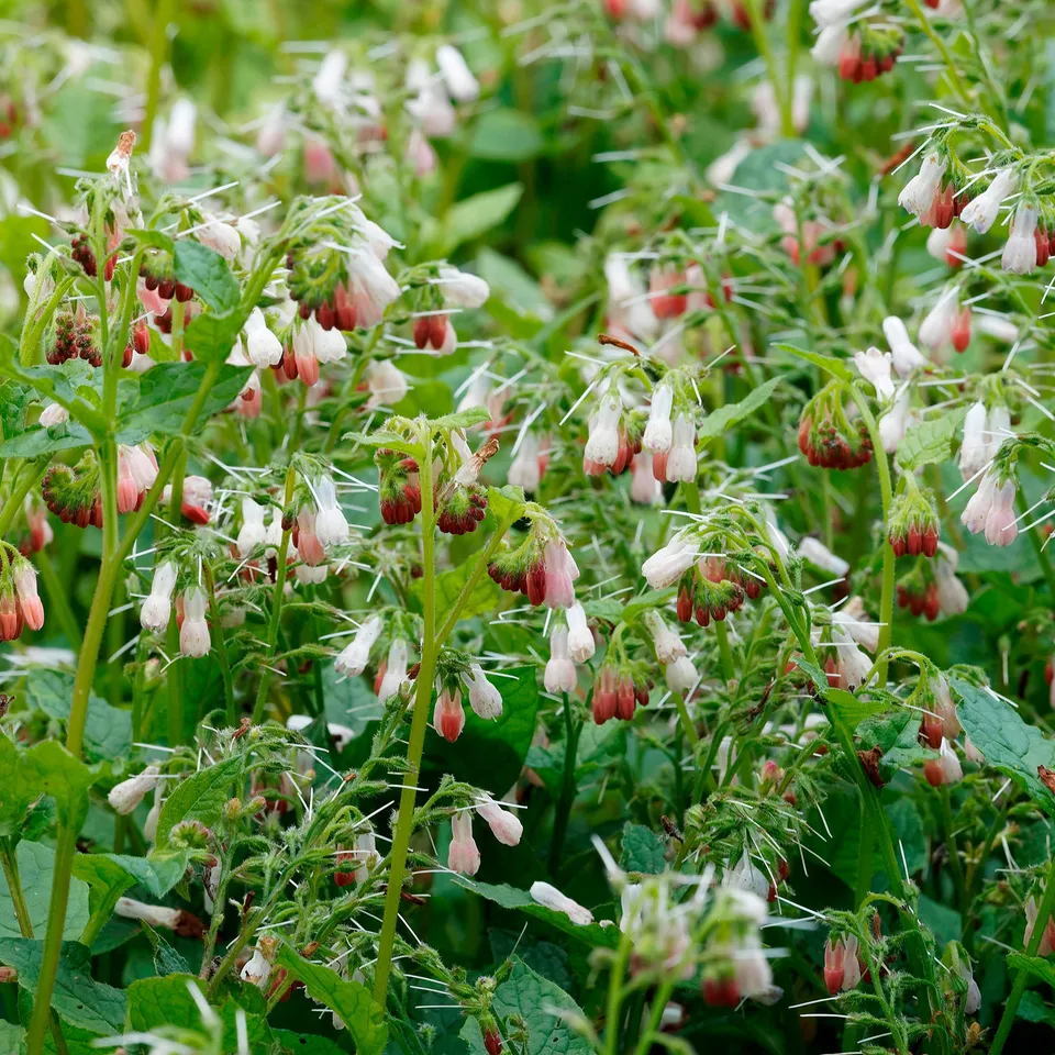 Bakker Consoude à grandes fleurs Hidcote Pink plante pot 9cm rose