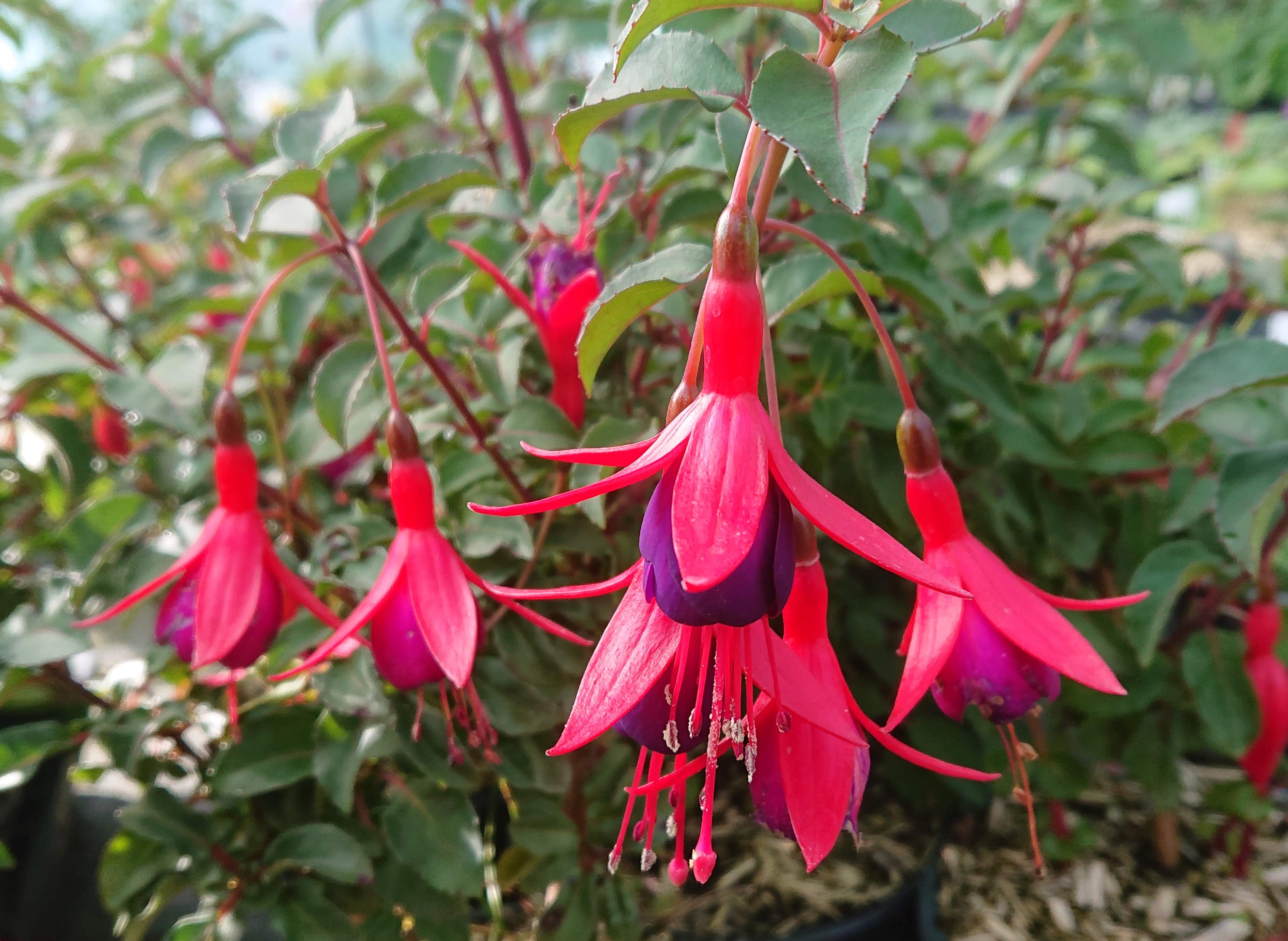 Passion Vivaces FUCHSIA Mrs Popple plante pot 1 litre grosse fleur