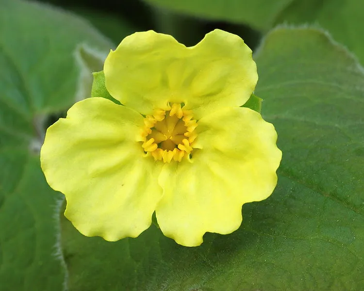 Passion Vivaces Saruma henryi plante vivace pot 1 litre fleurs jaunes