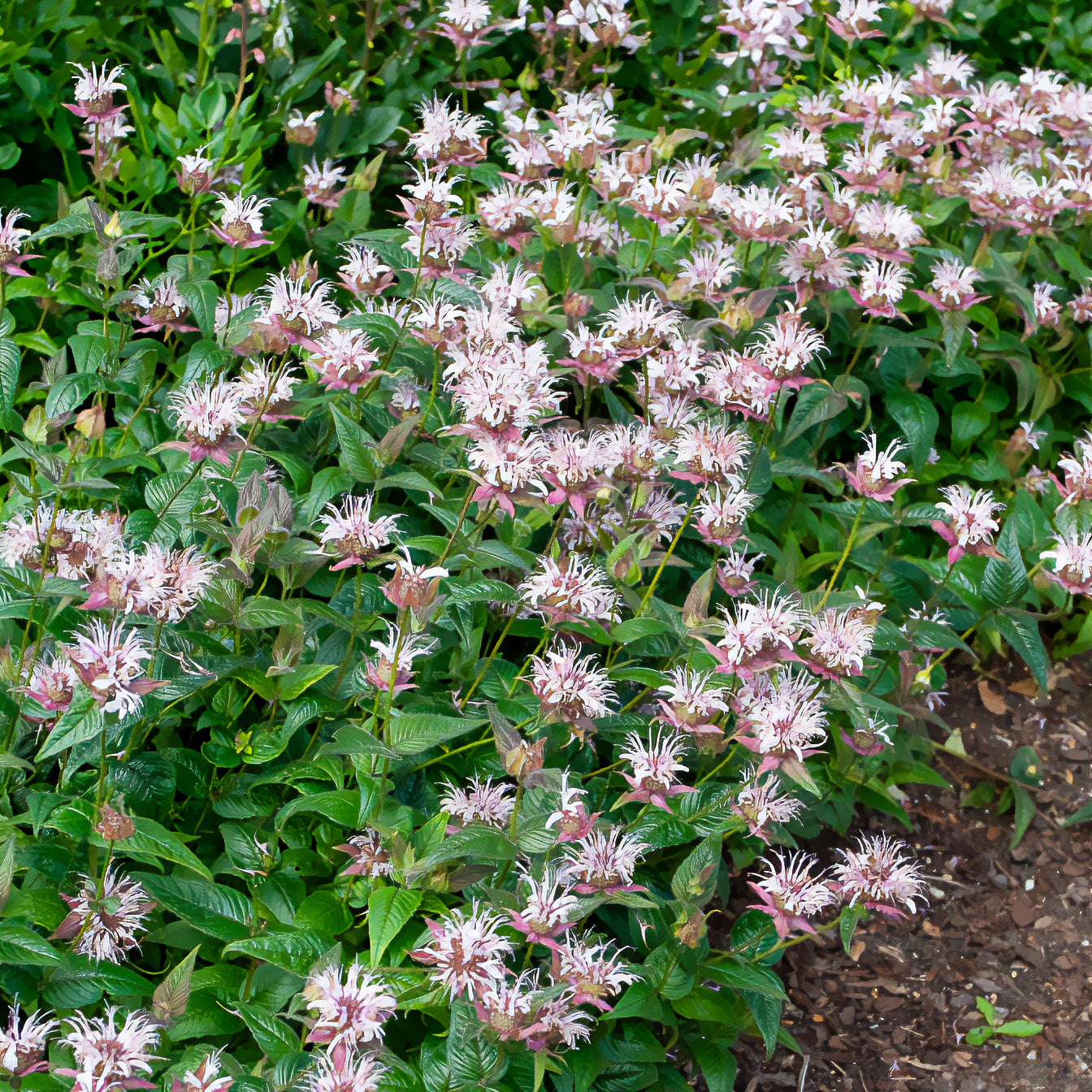 Bakker Monarde bradburiana Bergamote vivace violette pot 9cm