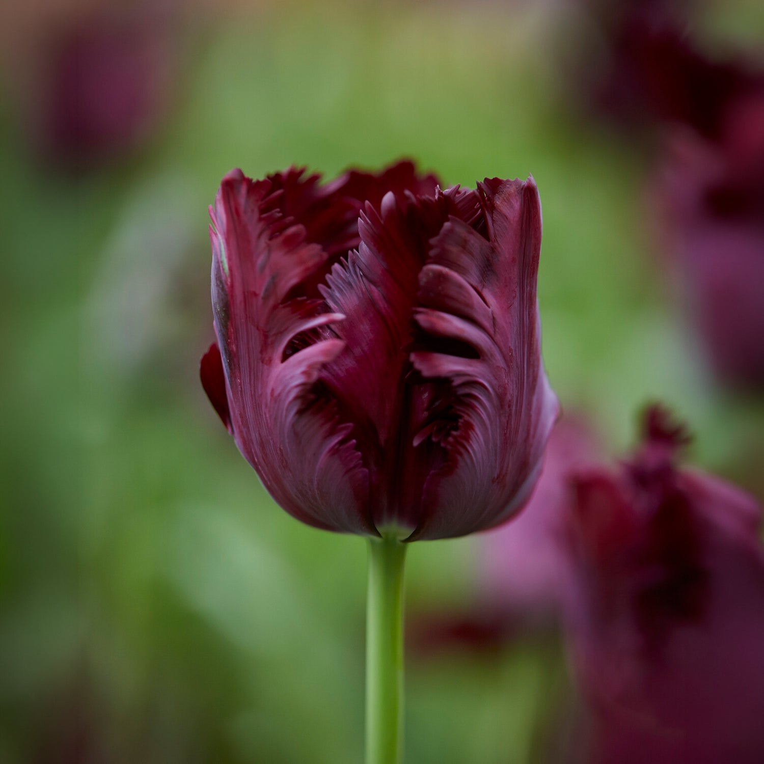 Bakker Tulipes perroquet bulbes fleurs sachet 24 bulbes mélange
