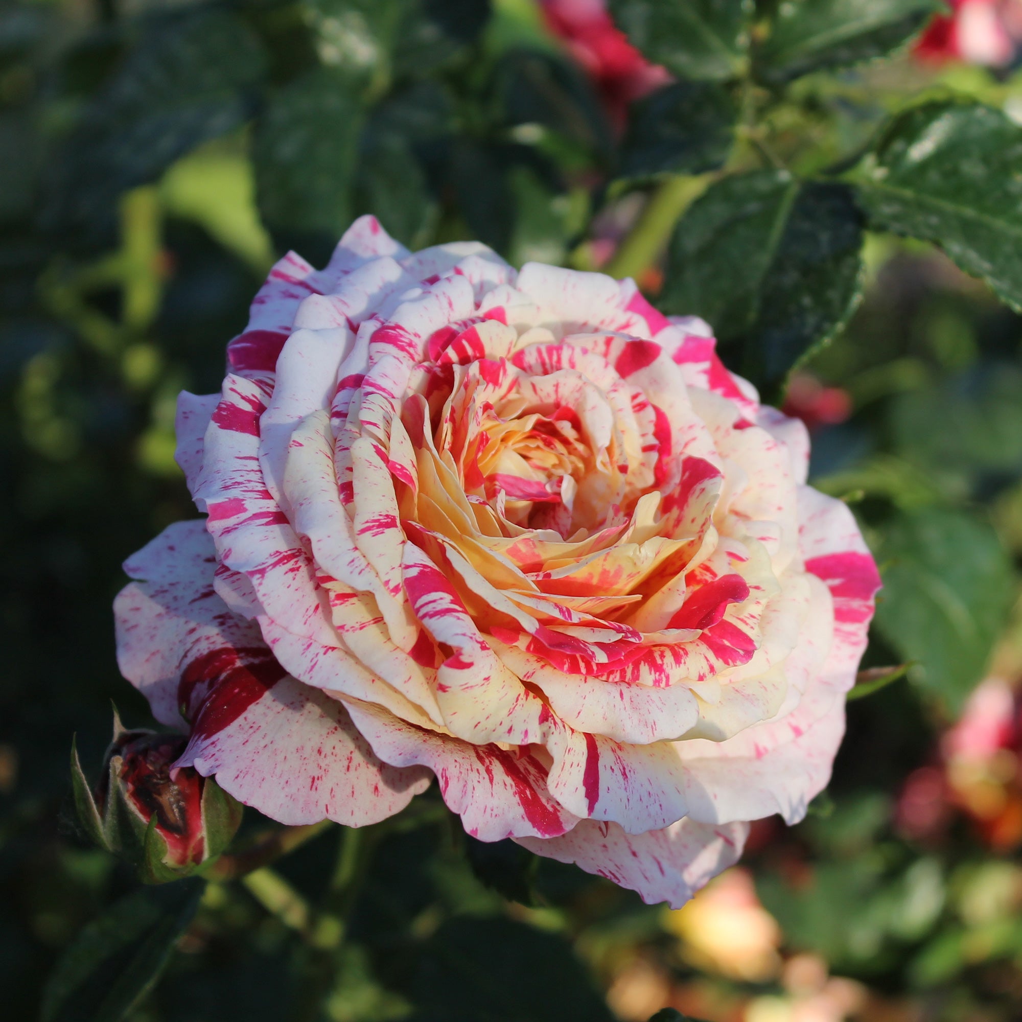 Bakker Rosier Abracadabra Koramsaro buisson multicolore 3L