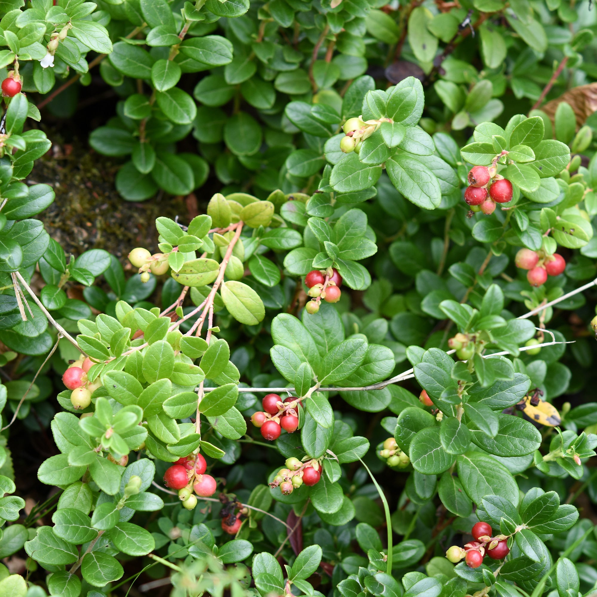 Bakker Canneberge Cranberry fruitier pot 9cm 5-10cm baies rouges