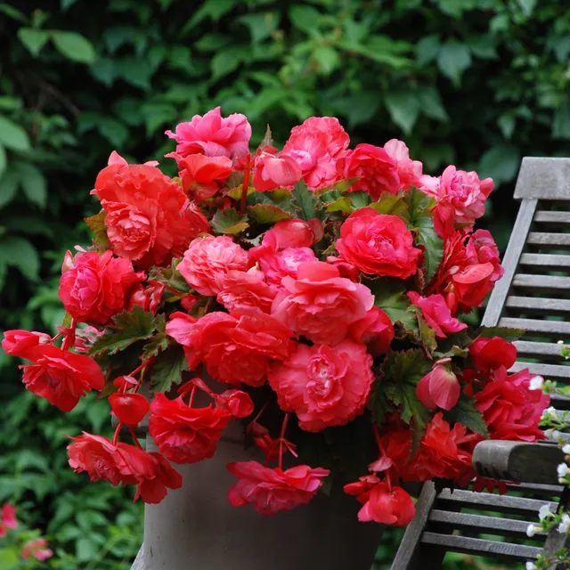 Bakker Pink Delight 5 Bégonias retombants parfumés bulbes