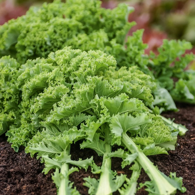 Bakker Chou frisé Kale Vert demi nain graines sachet 3g potager