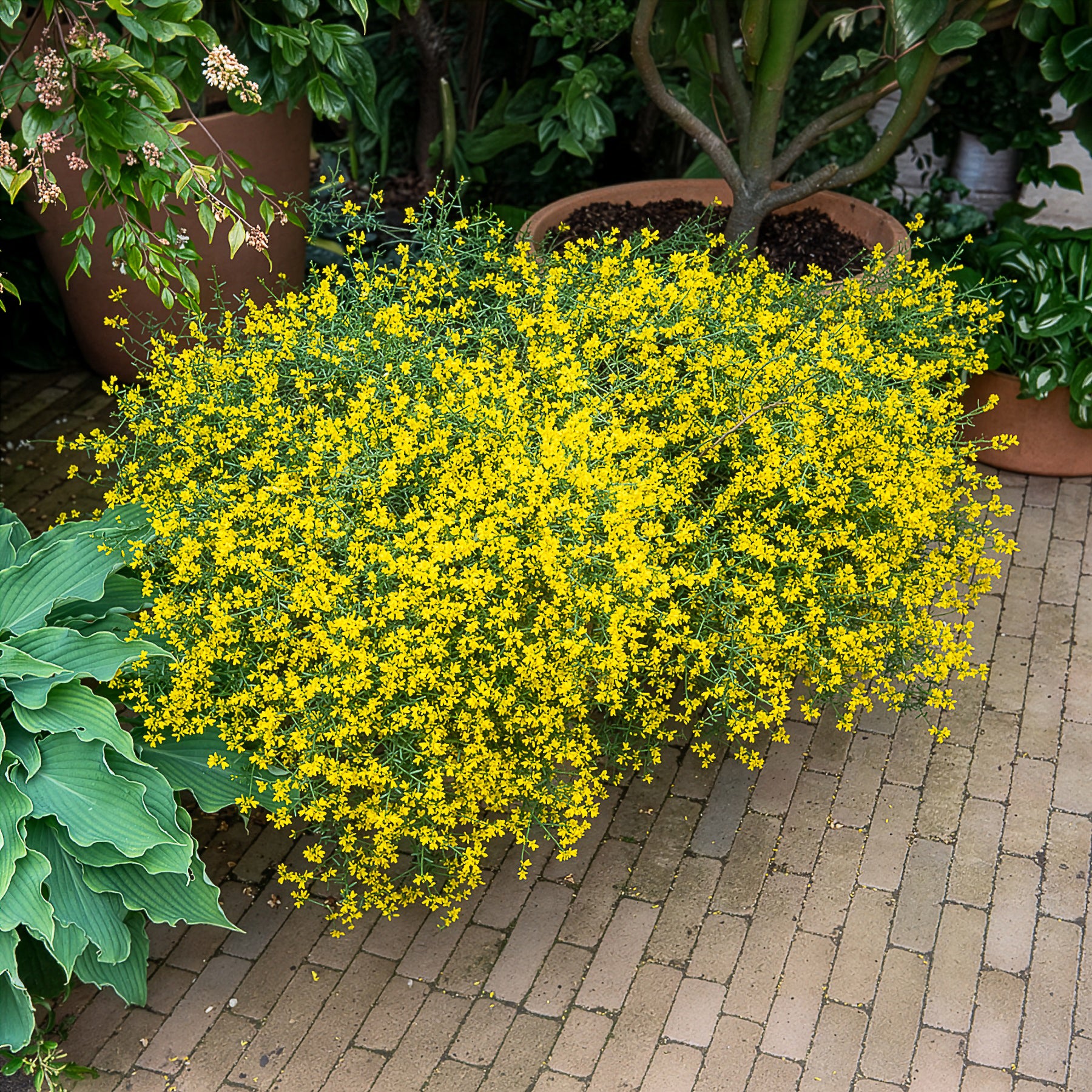 Bakker Genêt de Lydie arbuste pot Ø 9cm fleurs jaunes