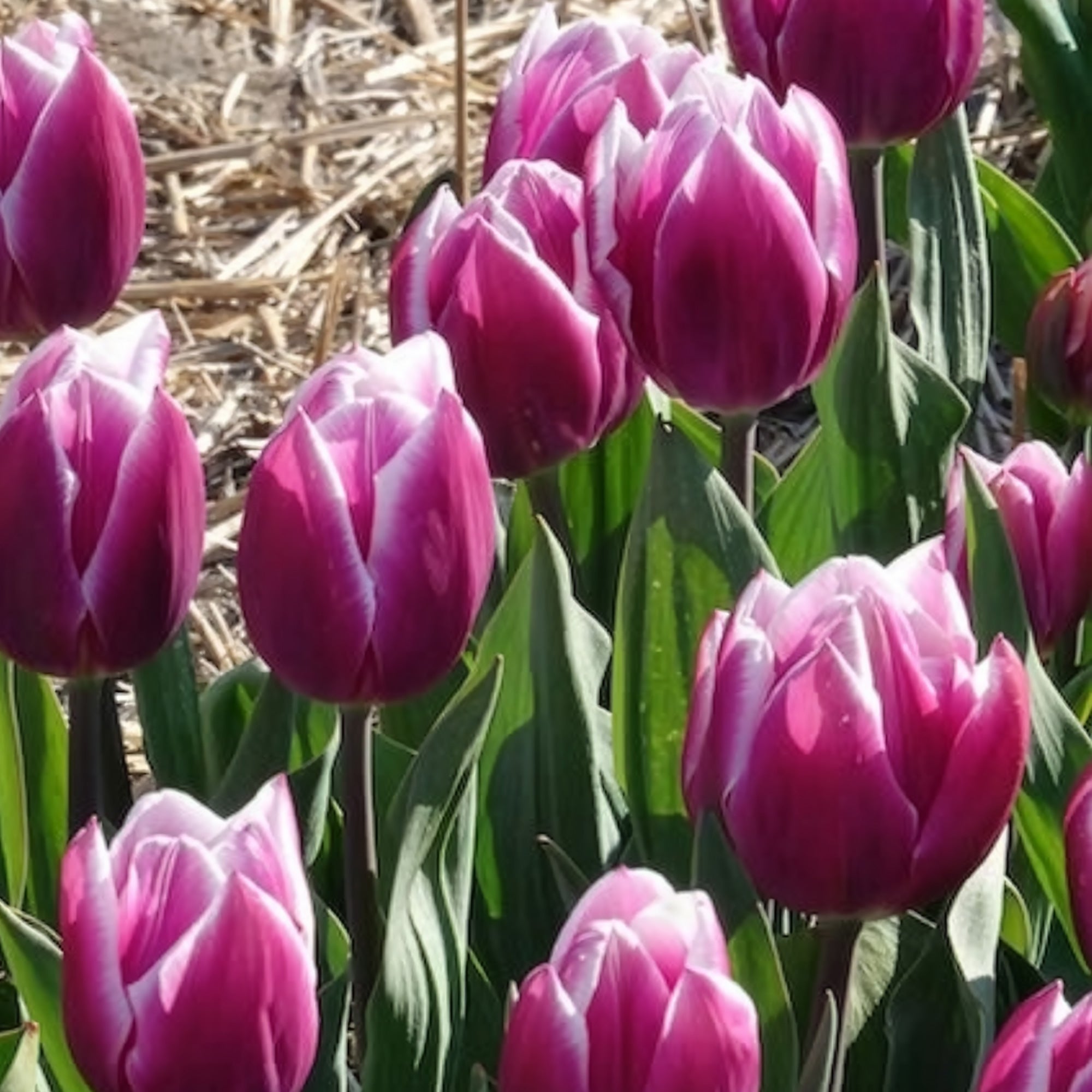 Bakker Tulipe Synaeda Blue bulbe triomphe violet x7