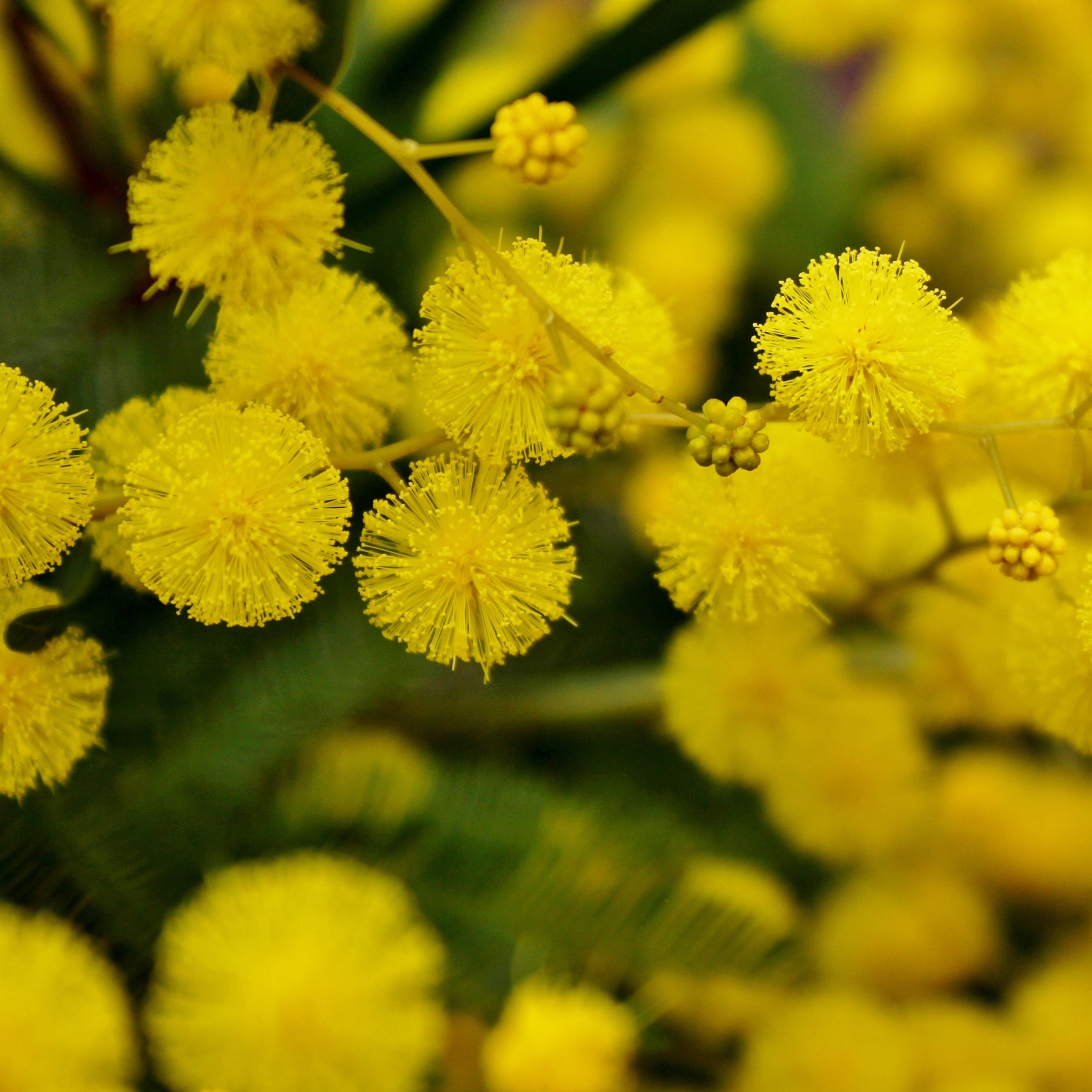 Bakker Mimosa d'hiver arbuste pot Ø9cm jaune