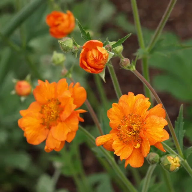GEUM Prinses Juliana benoîte pot 1L orange vif
