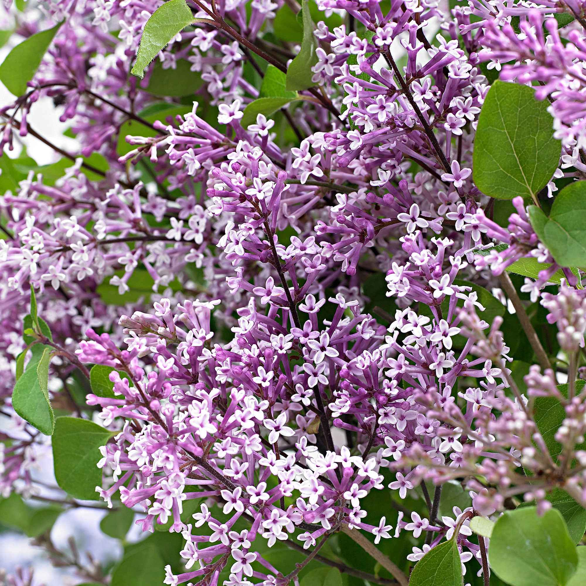 Bakker Lilas nain Dark Purple arbuste violet pot 3L parfumé