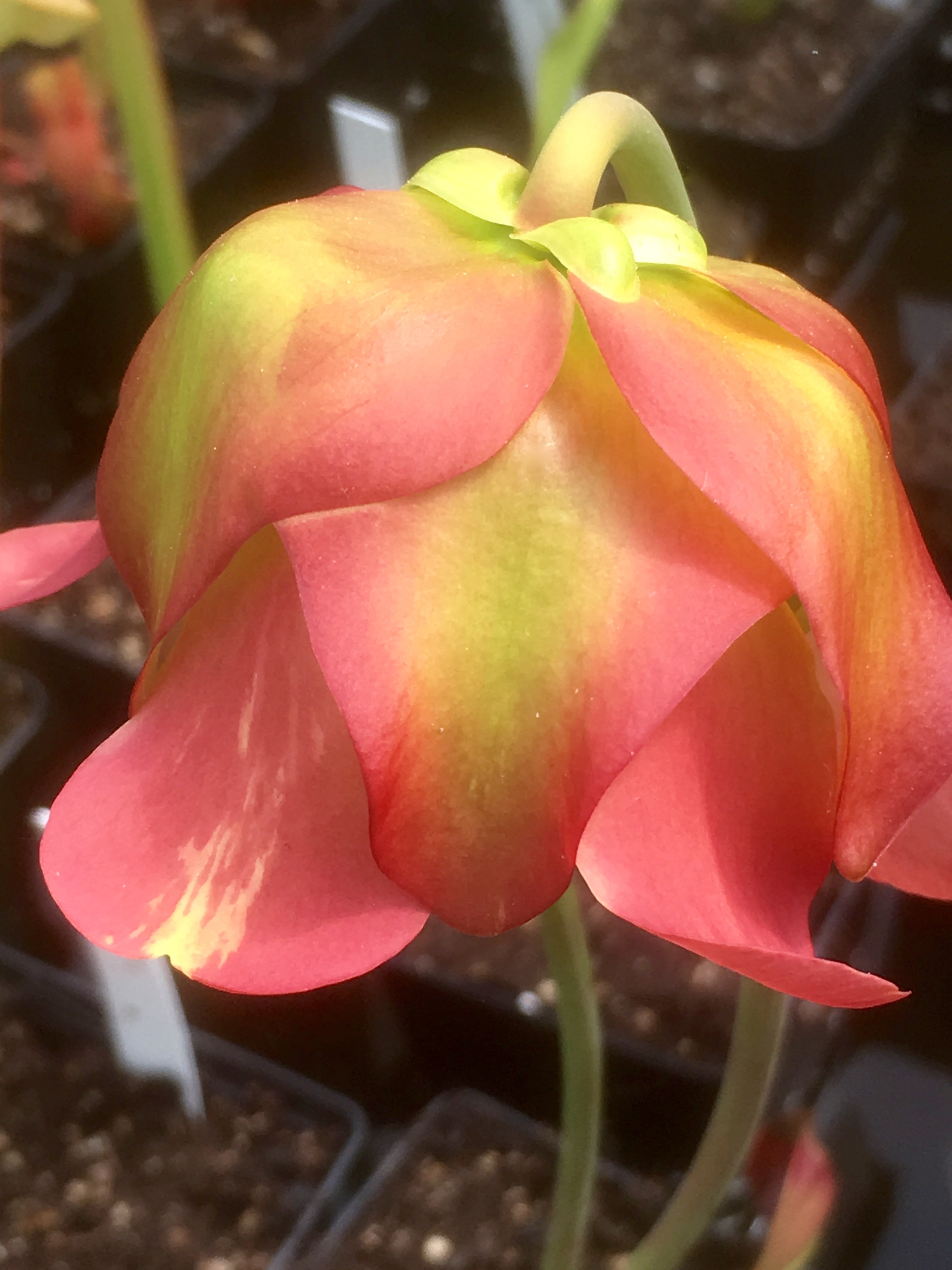 Carniflore Sarracenia Whale Tail plante 1 point chapeau large 50 cm