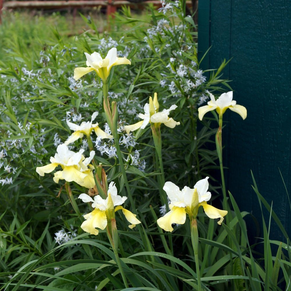 Bakker Butter and Sugar iris de Sibérie pot 11cm jaune