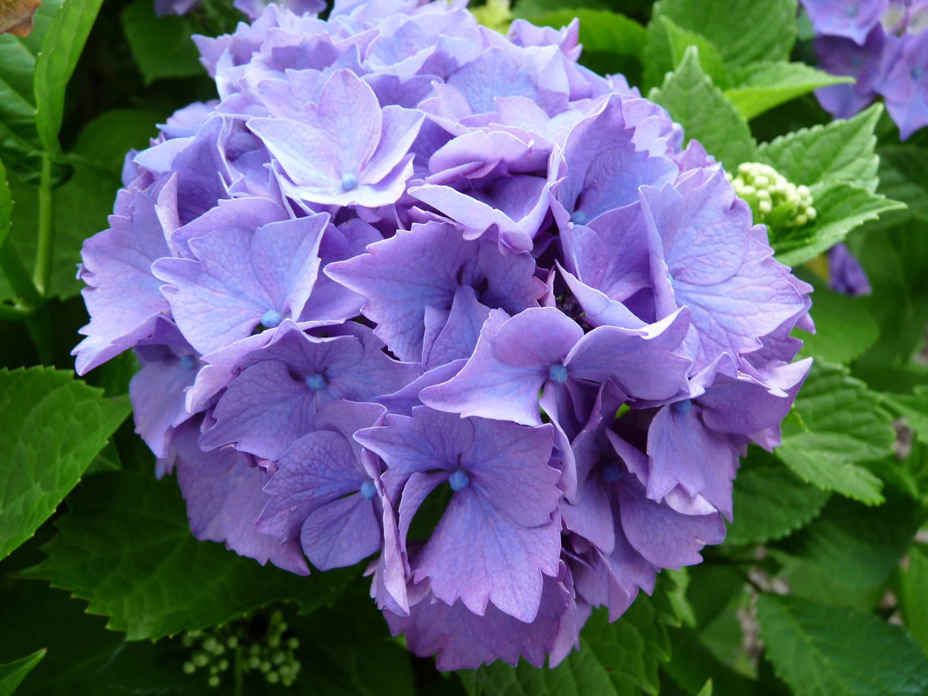 Les Hortensias du Haut Bois Mascotte hortensia de jardin godet