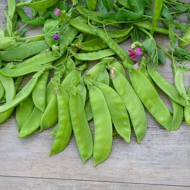 Bakker Pois rames mangetout Corne de Bélier sachet 200g