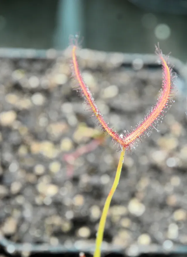 Carniflore Drosera binata Cam River plante carnivore pot 9 cm