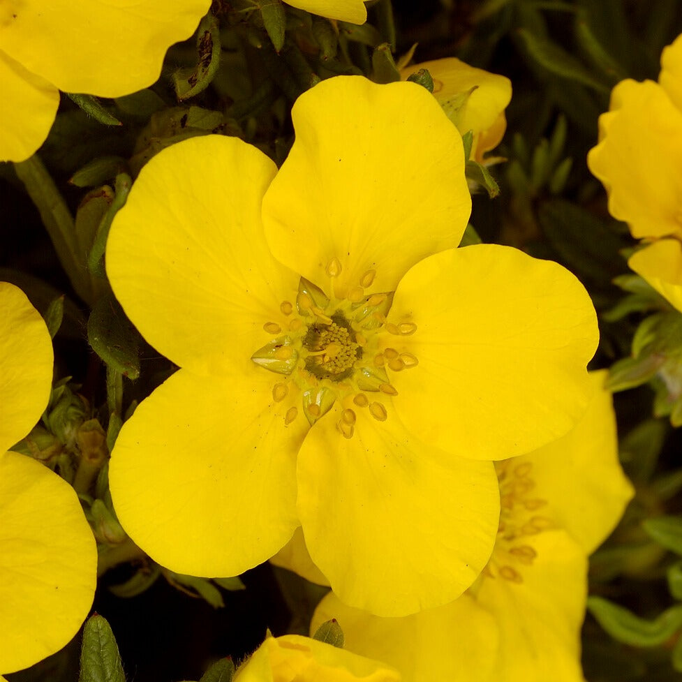 Bakker Potentille Goldfinger arbuste pot Ø 9 cm fleurs jaunes