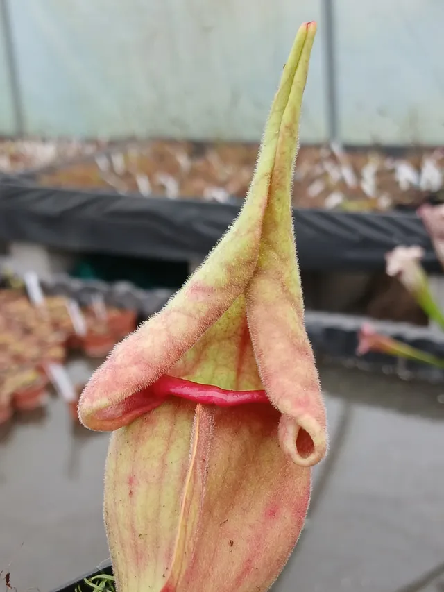 Carniflore Sarracenia purpurea Smurf plante carnivore 1 point