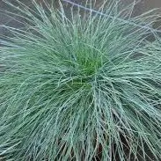 Passion Vivaces Festuca Elijah Blue graminée 1L bleue