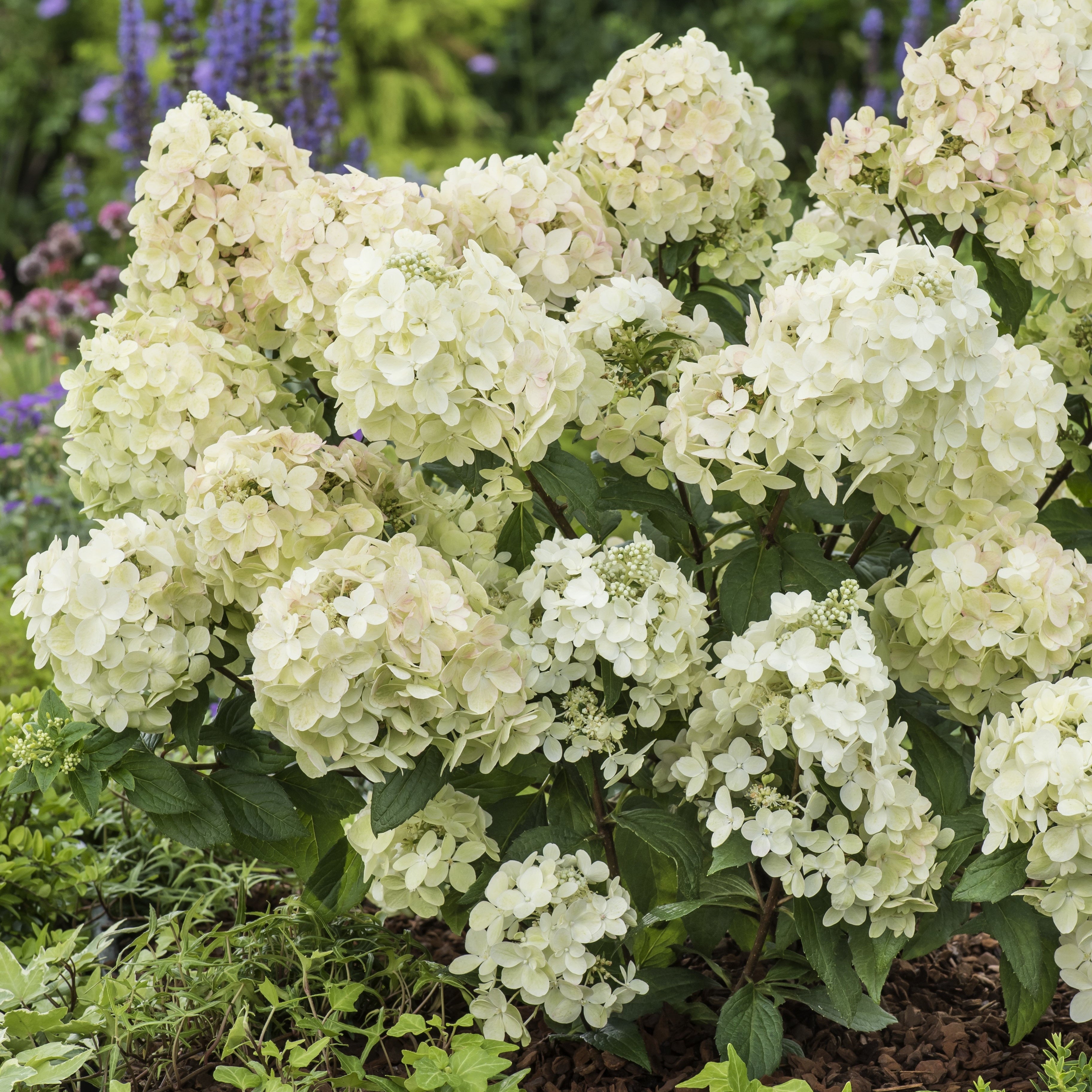 Bakker Petite Star hortensia paniculé blanc pot 8cm
