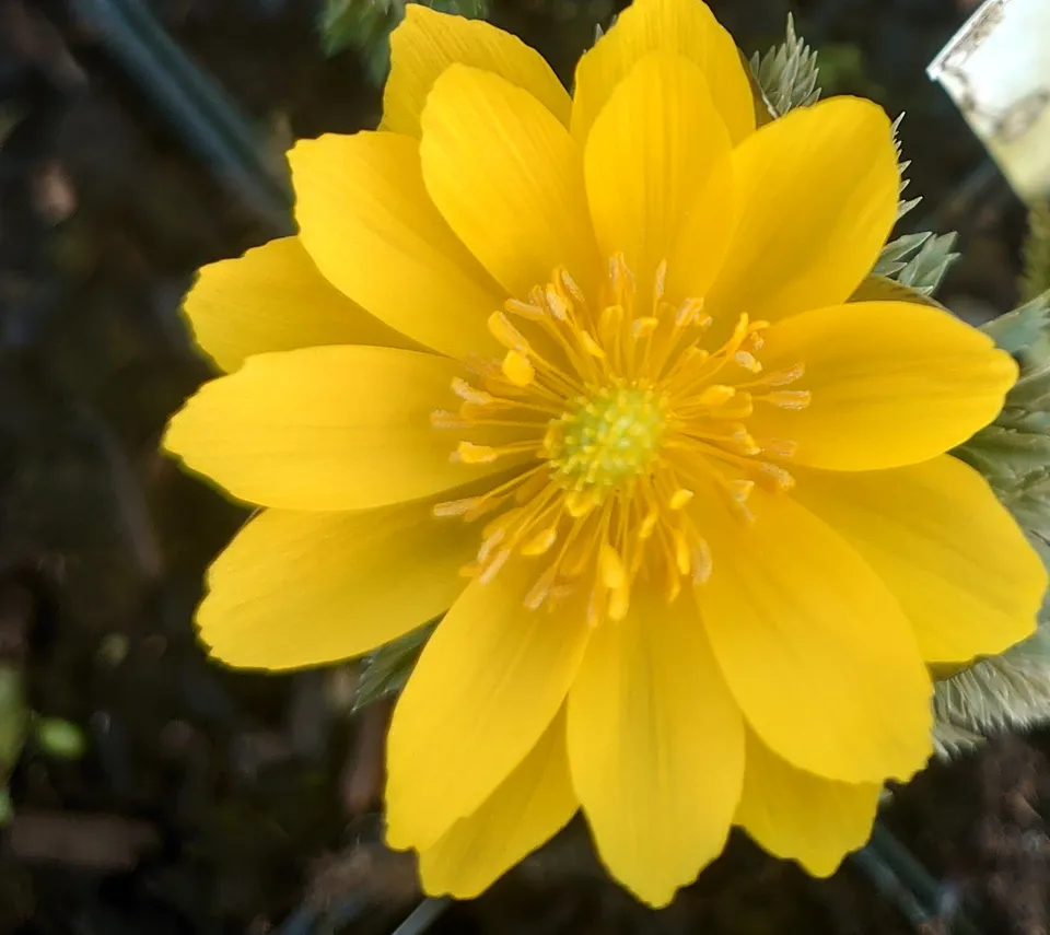 Passion Vivaces Adonis amuriensis Fukujukai plante jaune
