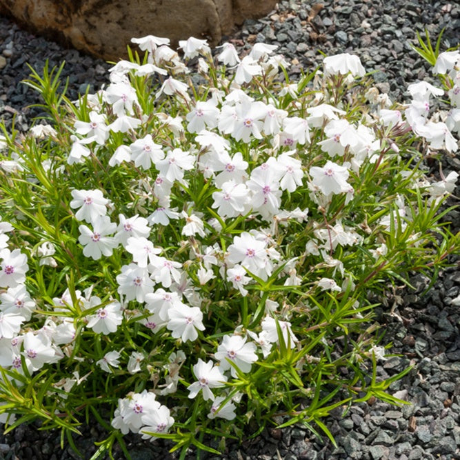 Bakker Phlox mousse Maischnee plante vivace 3 pots Ø9cm blanc