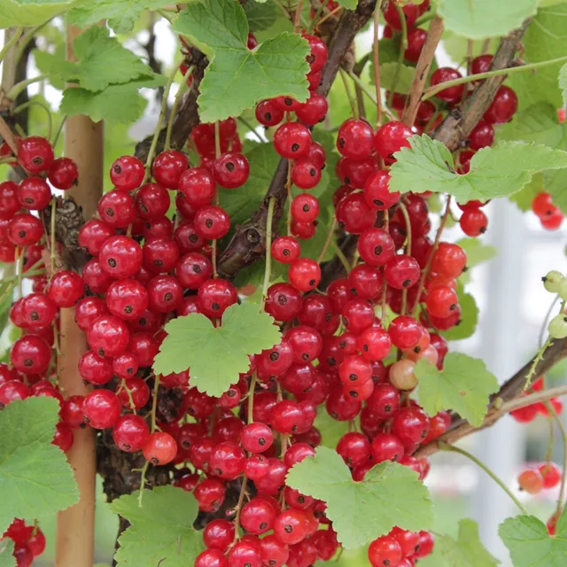 Bakker Fruitiers Groseillier Rovada racine nue récolte tardive