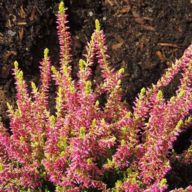 Bakker Bruyère Golden Angie d'été pot 8cm feuillage doré