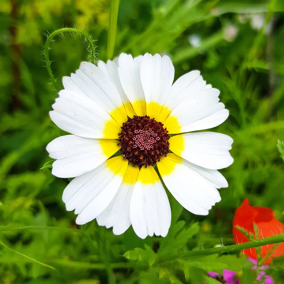 Bakker Chrysanthème Polar Star graines 1 g fleurs blanches