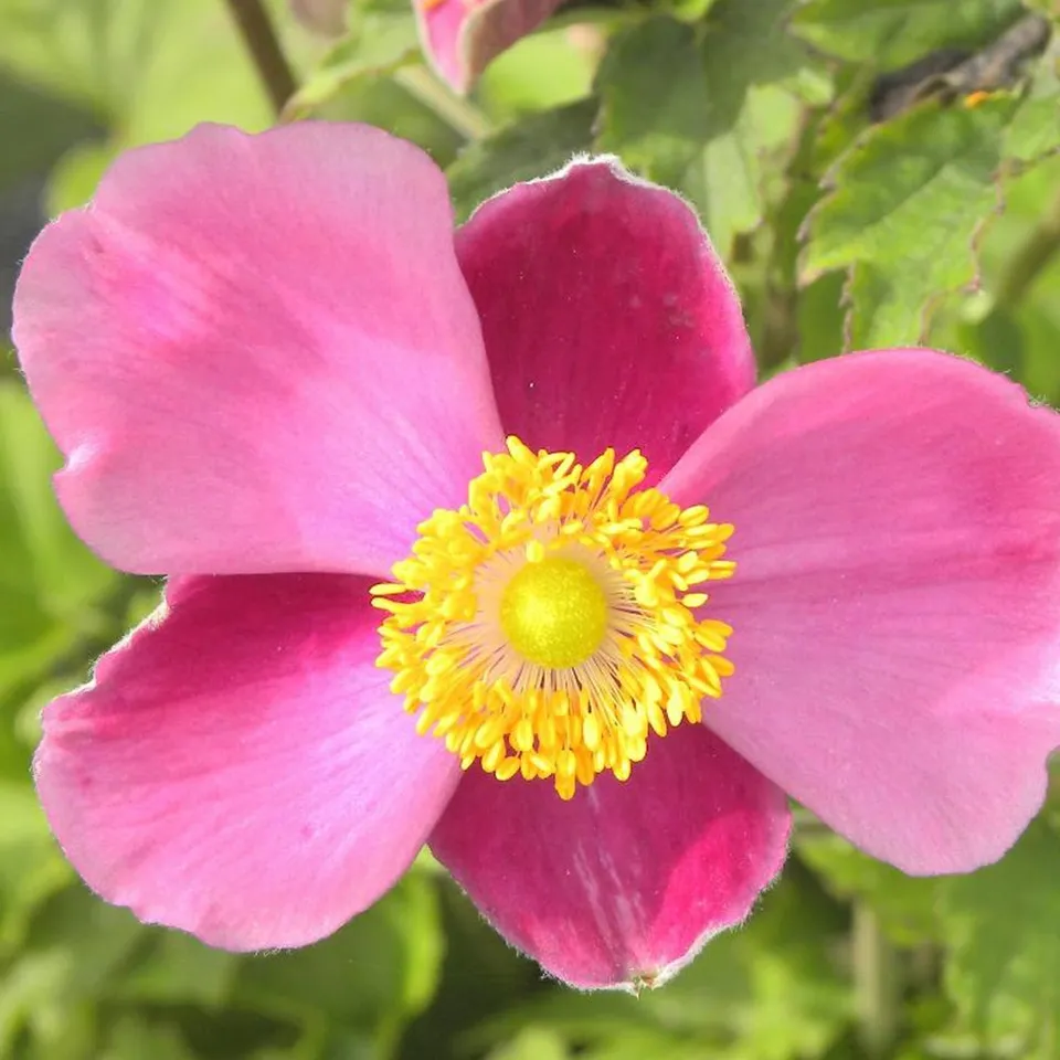 Bakker Anémone Praecox plante vivace pot 8cm lot 2 rose