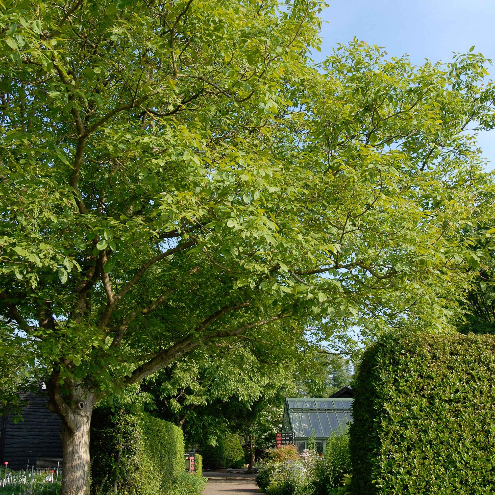 Bakker Noyer Commun 5 L 70-90 cm arbre à noix soleil