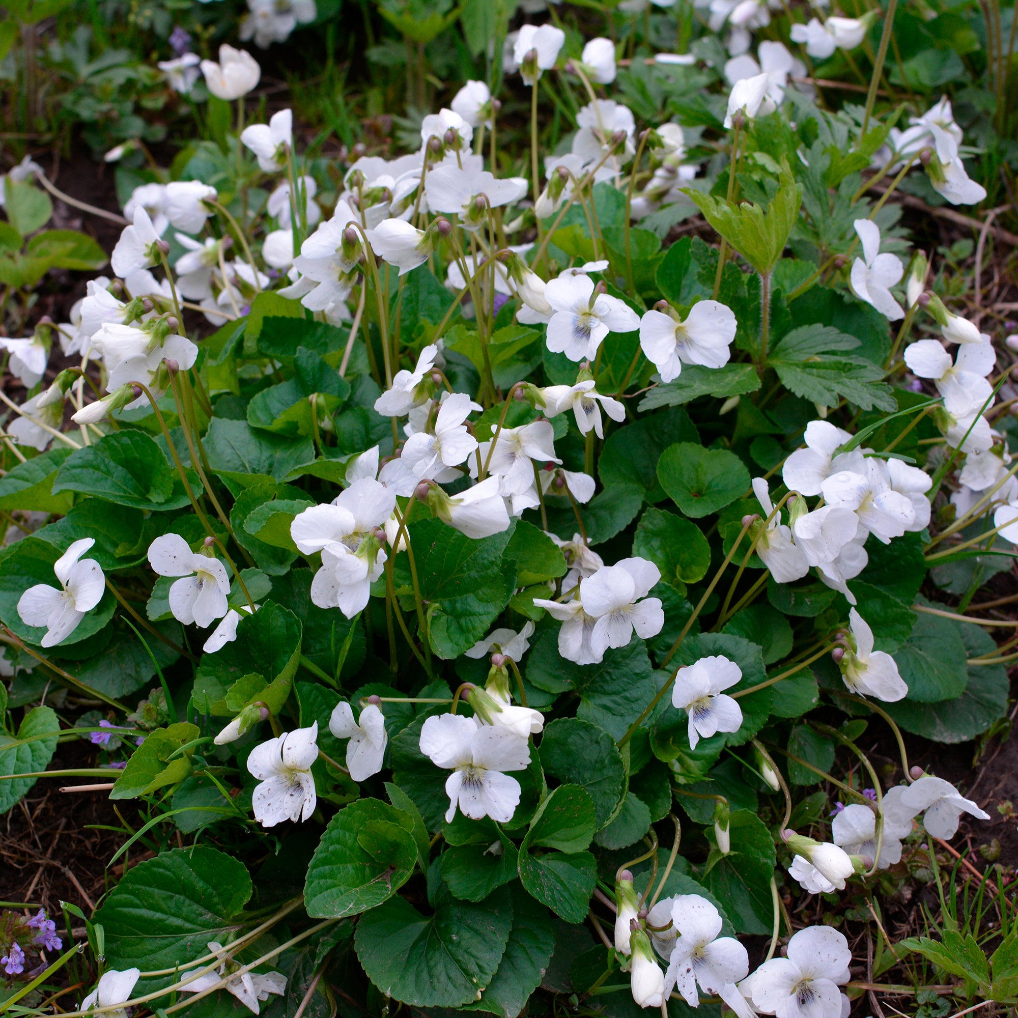 Bakker Plantes vivaces violette odorante blanche pot Ø9cm parfumée