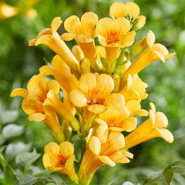 Bakker Yellow Trumpet bignone jaune pot 2L 40-50cm