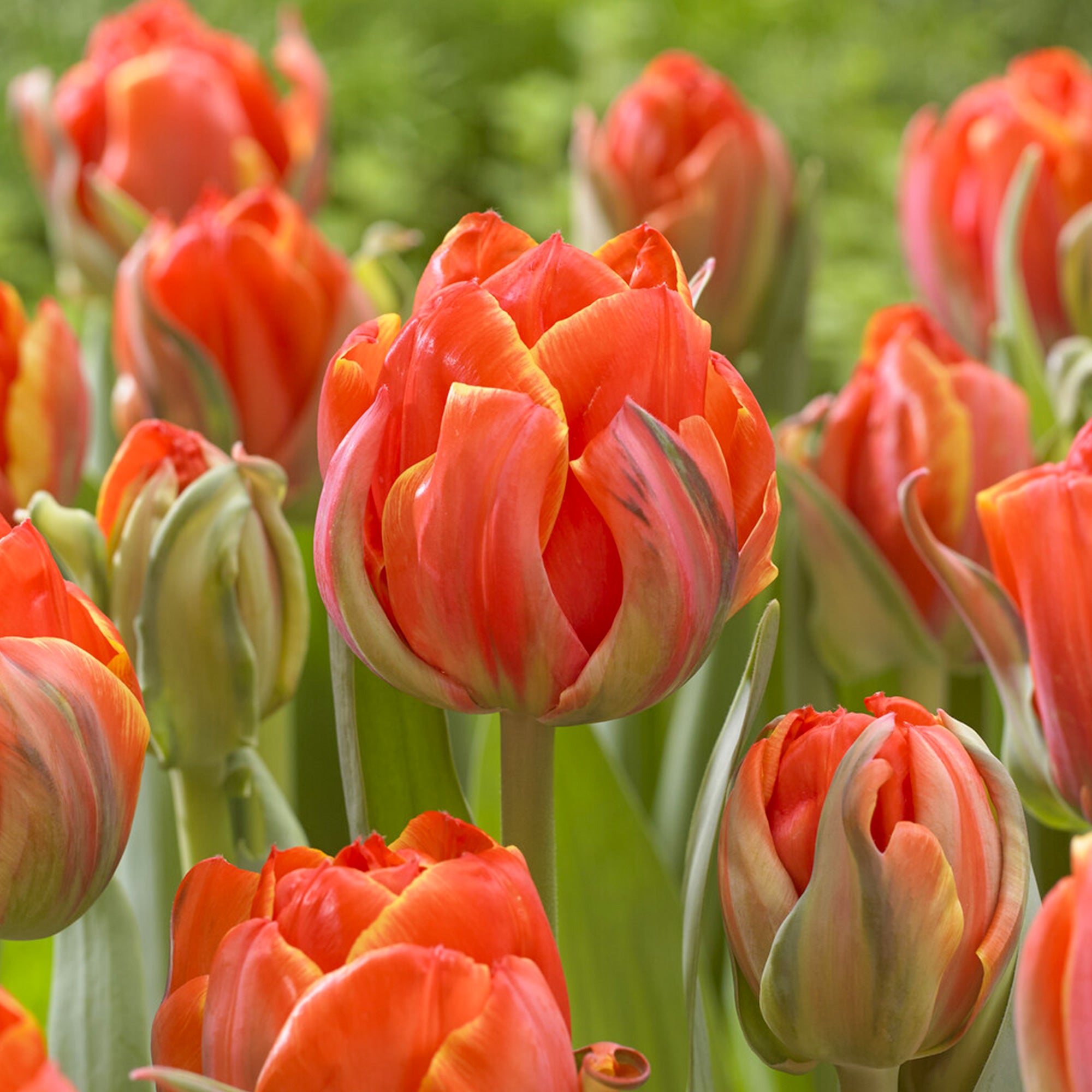 Bakker Tulipes Queensday doubles bulbes 7 bulbes orange parfumée