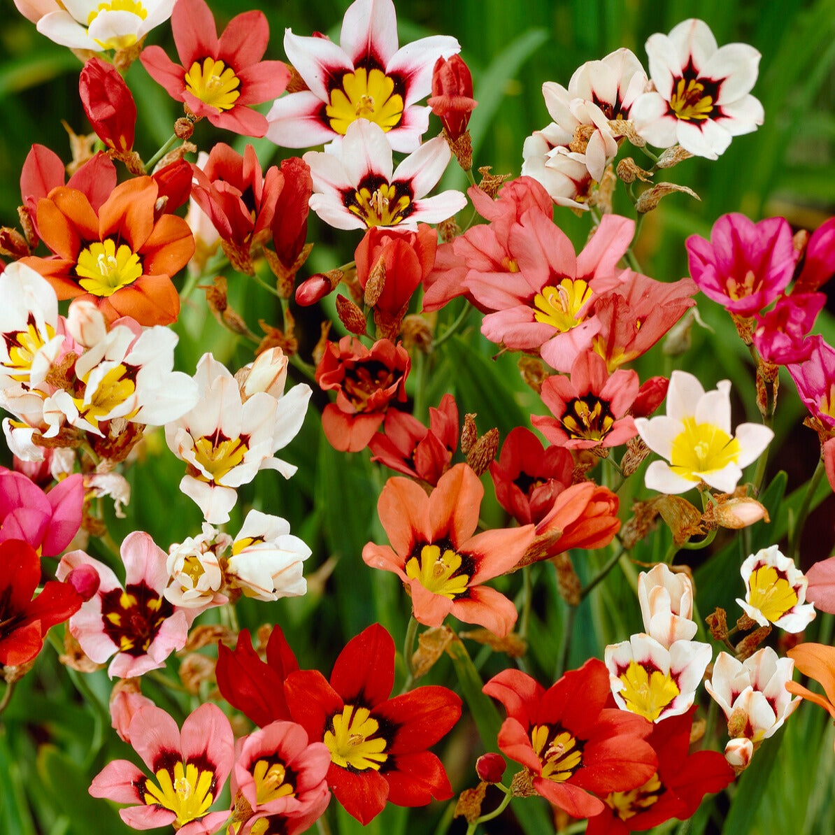 Bakker Pack bulbes à fleurs 312 bulbes massif et pot