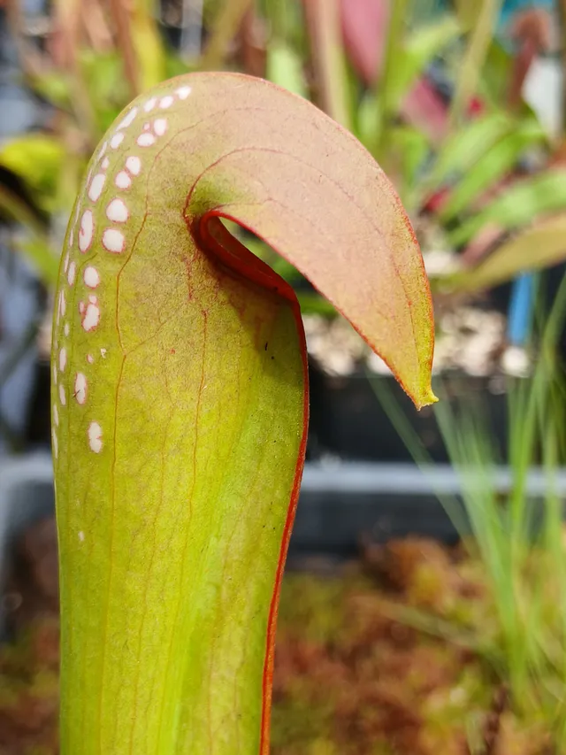 Carniflore Sarracenia minor plante carnivore 1 point pot 11 cm