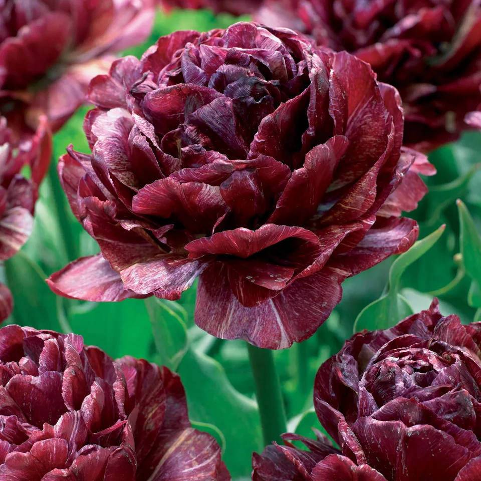Bakker Tulipe Ronde de Nuit pivoine 5 bulbes noire