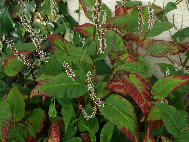 Passion Vivaces Persicaria Crystal Beauty plante jardin blanc