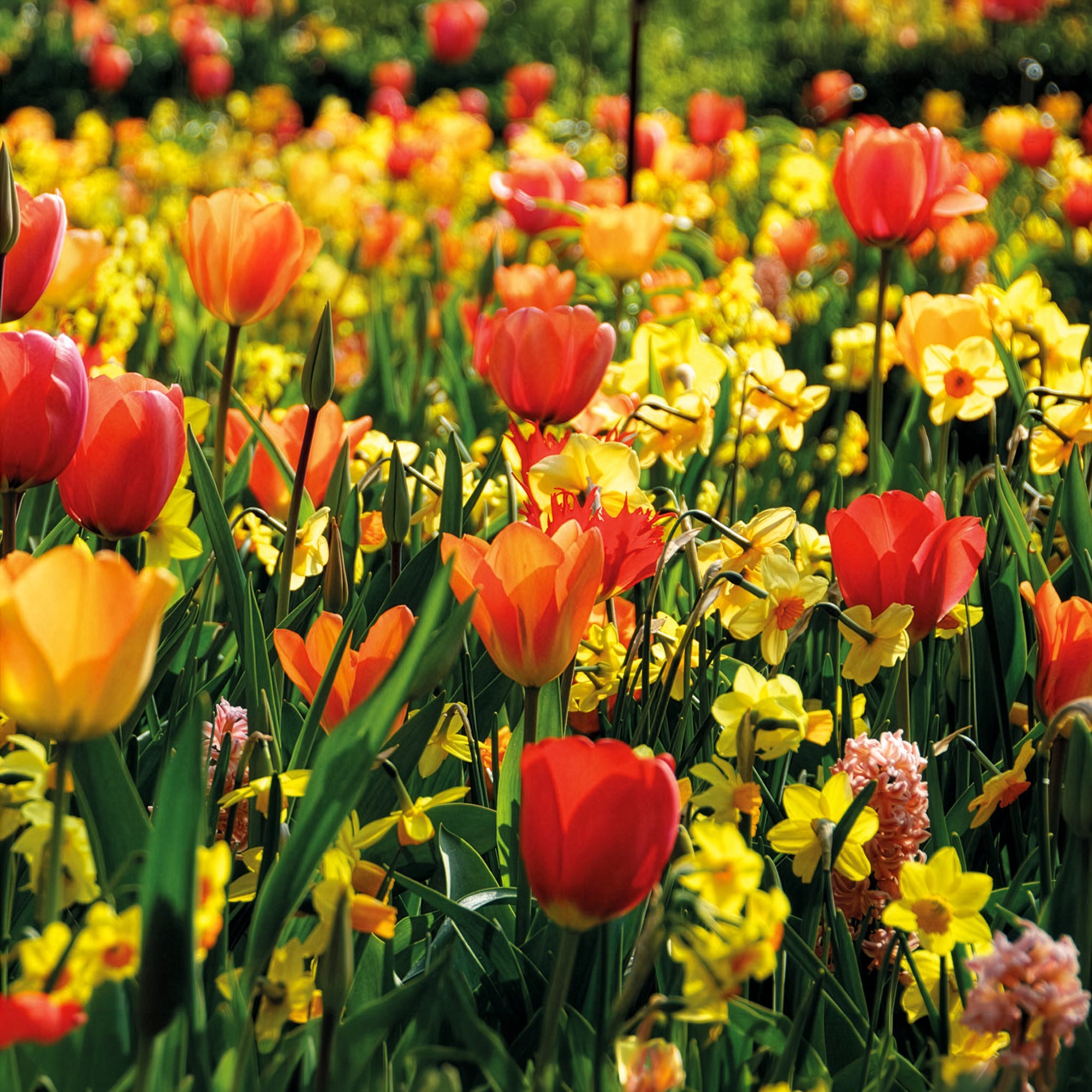 Bakker Bulbes printemps jaune orange sachet 24 floraison