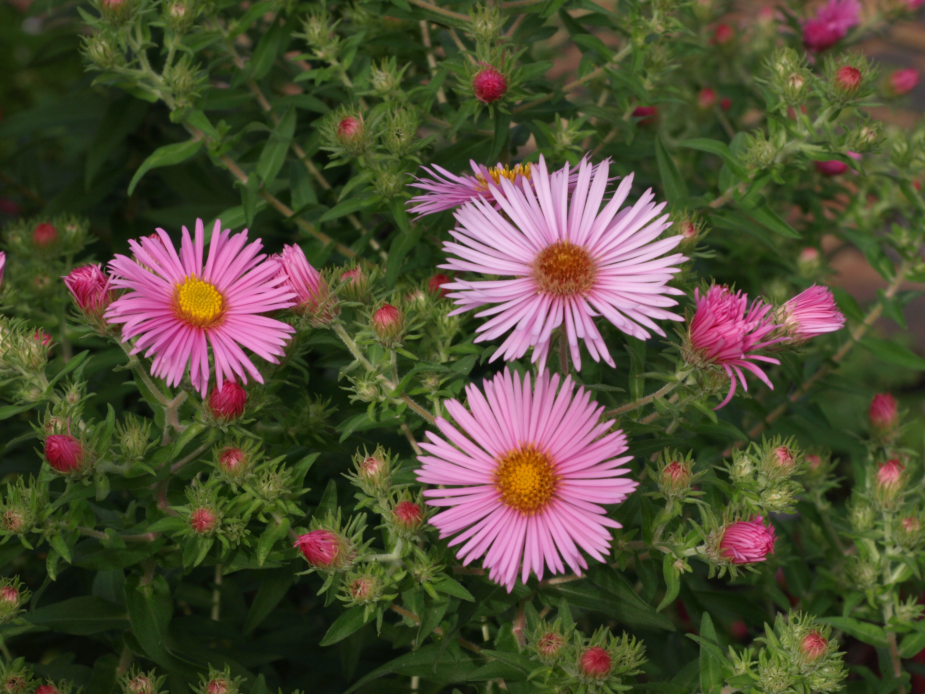 Passion Vivaces aster Madame Loyau plante vivace godet rose clair