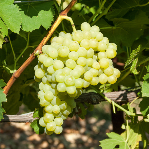 Bakker Exalta vigne blanche motte 2 ans
