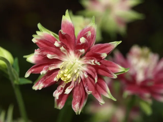 Passion Vivaces Aquilegia Nora Barlow ancolie godet rose double