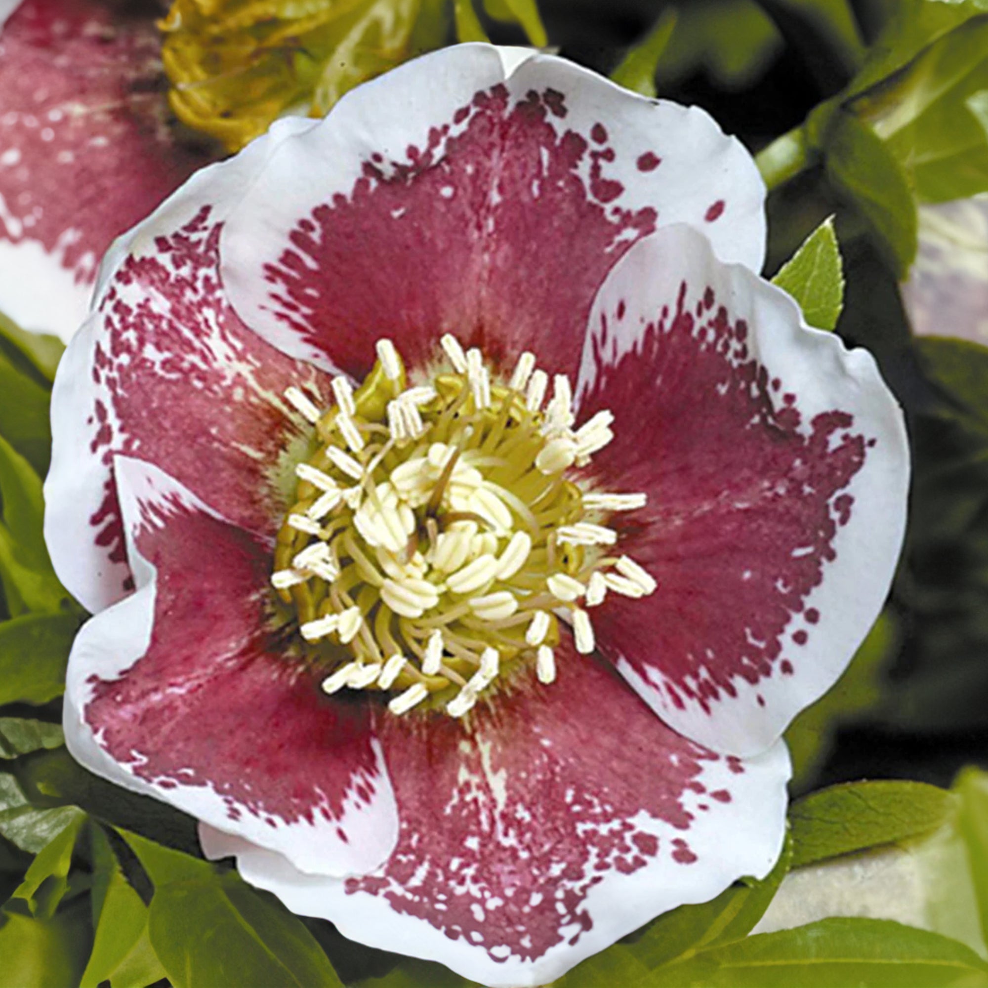 Bakker Hellébore White Lady Spotted plante pot 8cm blanc